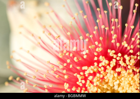Eucalyptus macrocarpa flower Stock Photo