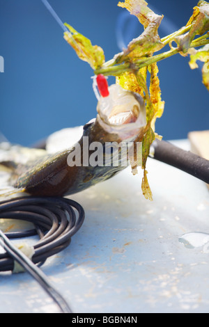 CLOSEUP WHITE CRAPPIE DANGLING FROM FISHING LINE WITH RED CRAPPIE JIG LURE IN MOUTH BRAINERD LAKES AREA FISHING DESTINATION RESO Stock Photo