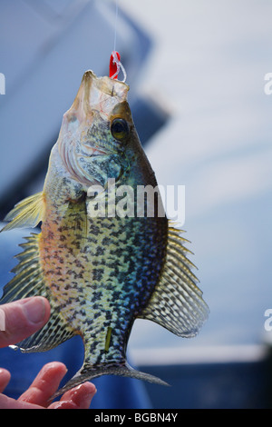 CLOSEUP WHITE CRAPPIE DANGLING FROM FISHING LINE WITH RED CRAPPIE JIG LURE IN MOUTH BRAINERD LAKES AREA FISHING DESTINATION RESO Stock Photo