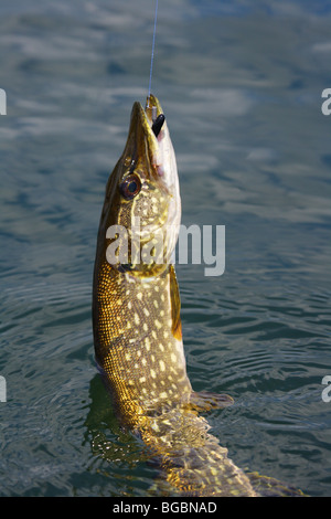 NORTHERN PIKE IN THE WATER WITH BLACK AND WHITE CRAPPIE JIG IN MOUTH BEING LANDED NEXT TO A BOAT FISHING LINE IN VIEW MINNESOTA Stock Photo