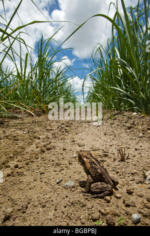 Cane Toad, or Marine Toad, Rhinella marina (formerly Bufo marinus), in a sugar cane field, Gordonvale, Queensland, Australia