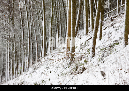 Trees on Hilly Slope in winter, Teasses, Fife Stock Photo