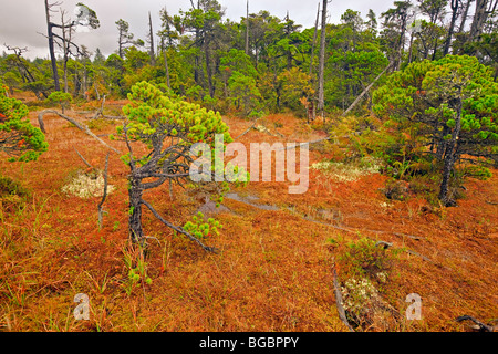 Distorted Shore Pine trees, Pinus contorta var. contorta, and Sphagnum moss, Sphagnum cymbifolium, growing in the bog along the 