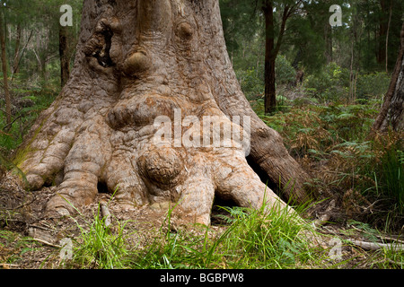 Red Tingle Tree, Eucalyptus jacksonii, Walpole-Nornalup National Park, Western Australia Stock Photo