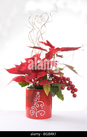 live poinsettias in a red vase on a white background Stock Photo