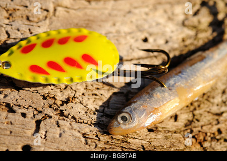 Fishing hook with bait fish, Port Townsend, Washington State, USA Stock Photo
