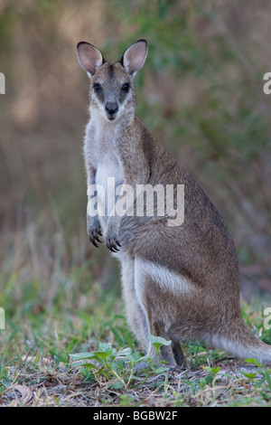 Whiptail, or Pretty-faced, Wallaby, Macropus parryi, Cooktown, Queensland, Australia Stock Photo