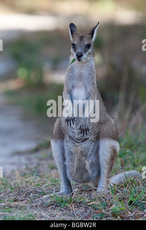 Whiptail, or Pretty-faced, Wallaby, Macropus parryi, Cooktown, Queensland, Australia Stock Photo