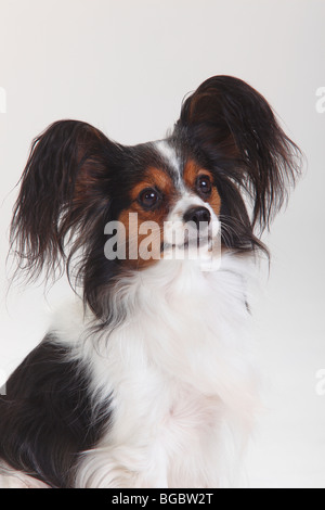 Papillon Continental Toy Spaniel Adult dog swimming while fetching ball ...