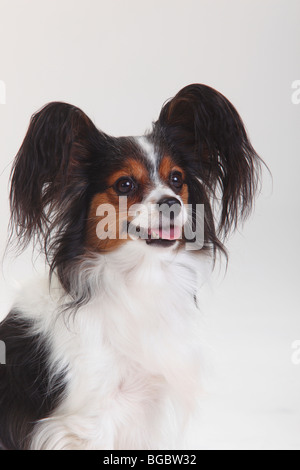 Papillon Continental Toy Spaniel Portrait adult dog Germany Stock Photo ...