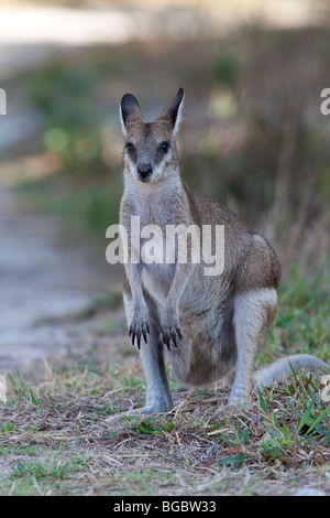 Whiptail, or Pretty-faced, Wallaby, Macropus parryi, Cooktown, Queensland, Australia Stock Photo