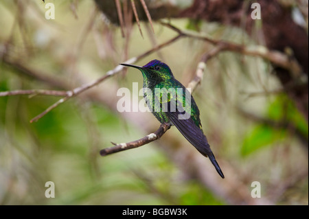 HUMMINGBIRD, Violet capped Woodnymph, Thalurania glaucopis, BIRDS PARK, FOZ DO IGUACU, Brasil, South America Stock Photo