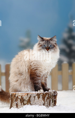 Neva Masquarade, tomcat / Siberian Forest Cat, Siberian Cat, Siberia, Neva Masquerade Stock Photo