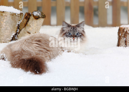 Neva Masquarade, tomcat / Siberian Forest Cat, Siberian Cat, Siberia, Neva Masquerade Stock Photo