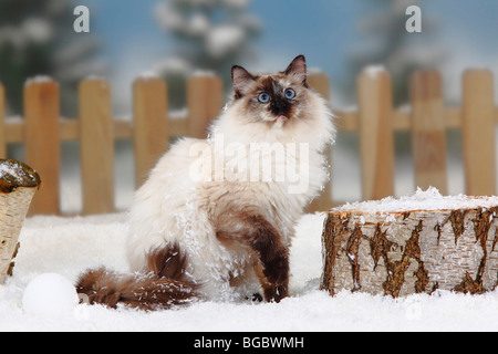 Neva Masquarade / Siberian Forest Cat, Siberian Cat, Siberia, Neva Masquerade Stock Photo