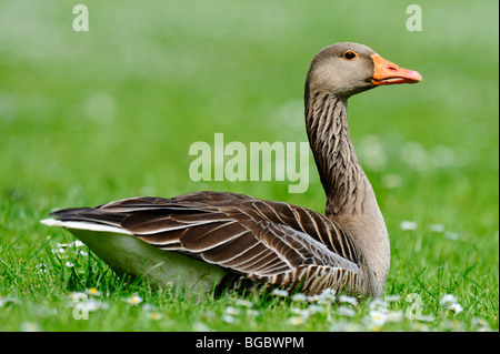 Greylag goose (Anser anser) Stock Photo