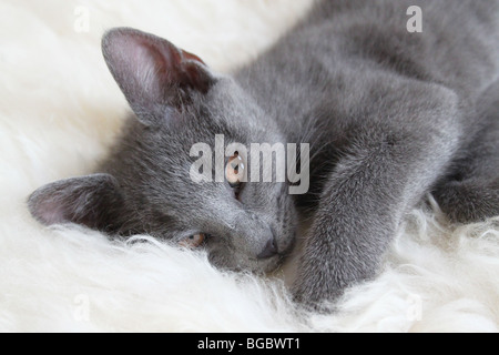 A grey kitten lying on a sheepskin rug Stock Photo