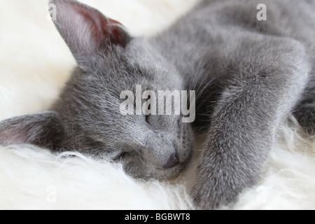 Grey kitten sleeping on a sheepskin rug Stock Photo