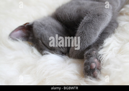 Grey kitten sleeping on sheepskin Stock Photo