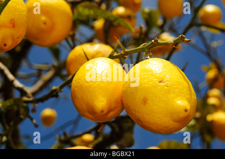 Lemon tree, Ibiza, Pine Islands, Balearic Islands, Spain, Europe Stock Photo