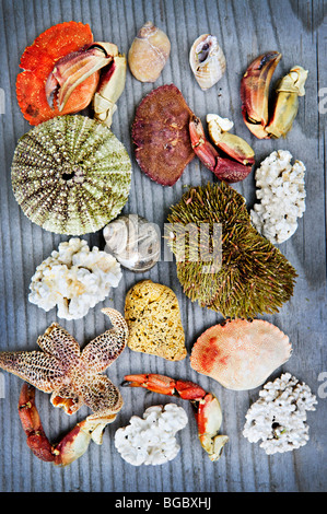 Background with different types of marine life from Atlantic ocean in Newfoundland, Canada Stock Photo