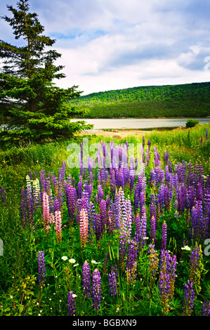 Purple wild flowers in green hi-res stock photography and images