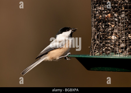 Black-capped Chickadee feeding at seed feeder Stock Photo