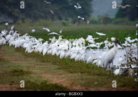 huge flock of Great White Egrets and Snowy Egrets standing at a pound, Casmerodius albus and EGRETTA THULA, PANTANAL, Brasil Stock Photo