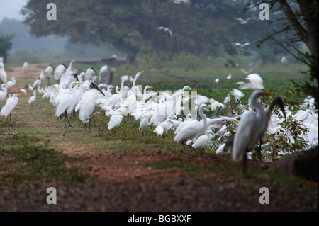 huge flock of Great White Egrets and Snowy Egrets standing at a pound, Casmerodius albus and EGRETTA THULA, PANTANAL, Brasil Stock Photo