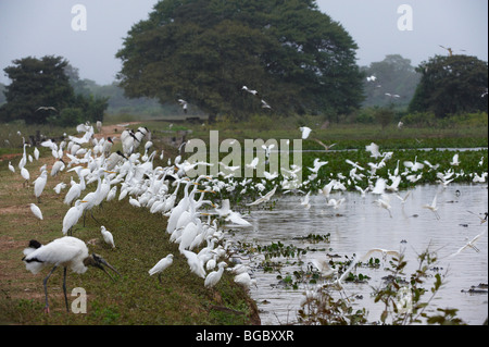 huge flock of Great White Egrets and Snowy Egrets standing at a pound, Casmerodius albus and EGRETTA THULA, PANTANAL, Brasil Stock Photo