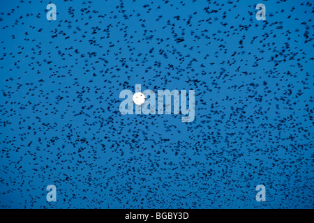 Thousands of Starlings form a large Starling Roost and fly against a full moon sky Stock Photo