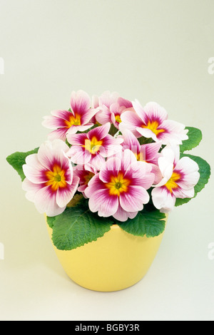 Garden Primrose (Primula acaulis-Hybrid, Primula vulgaris-Hybrid), potted plant with pink flowers, studio picture. Stock Photo