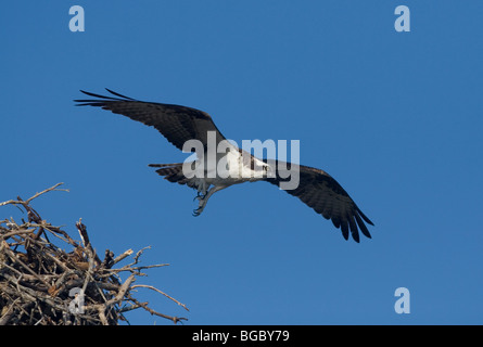 Osprey in flight leaving nest Stock Photo