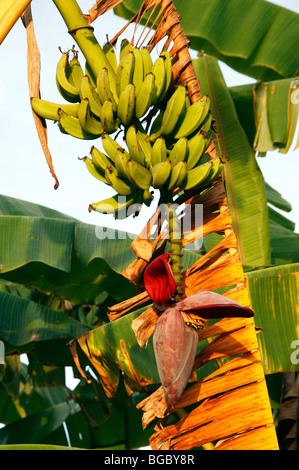 Banana (Musa x paradisiaca). Hanging cluster of banana plant with fruit in upper and flowers in lower part. Stock Photo
