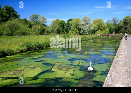 River Coln Bibury village Gloucestershire Cotswolds England UK Stock Photo