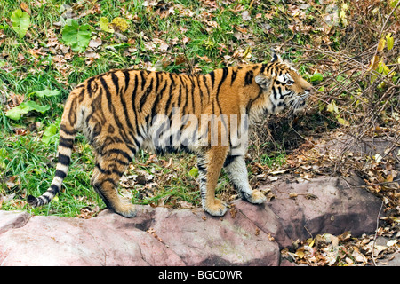 Siberian Tiger Stock Photo