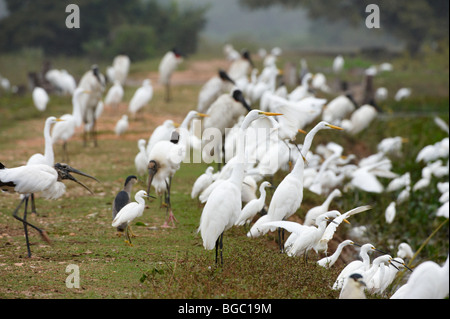 huge flock of Great White Egrets and Snowy Egrets standing at a pound, Casmerodius albus and EGRETTA THULA, PANTANAL, Brasil Stock Photo