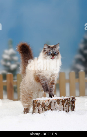 Neva Masquarade, tomcat / Siberian Forest Cat, Siberian Cat, Siberia, Neva Masquerade Stock Photo