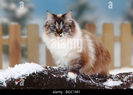 Neva Masquarade, seal-tabby-point-white / Siberian Forest Cat, Siberian Cat, Siberia, Neva Masquerade Stock Photo