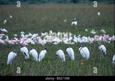 group of Wood Storks, Roseate Spoonbill behind, Mycteria americana and Ajaja ajaja, PANTANAL, MATO GROSSO, Brasil, South America Stock Photo