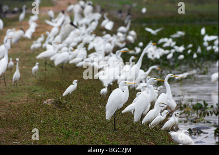 huge flock of Great White Egrets and Snowy Egrets standing at a pound, Casmerodius albus and EGRETTA THULA, PANTANAL, Brasil Stock Photo