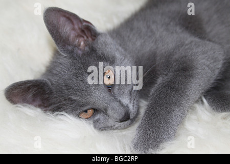 Grey kitten lying on a sheepskin rug Stock Photo