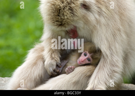 Japanese macaque (Macaca fuscata) mother grooming her baby monkey in Nagano Prefecture, Honshu Island, Japan Stock Photo