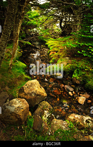 Small stream among fresh green summer forest in Newfoundland Stock Photo