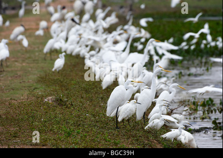 huge flock of Great White Egrets and Snowy Egrets standing at a pound, Casmerodius albus and EGRETTA THULA, PANTANAL, Brasil Stock Photo