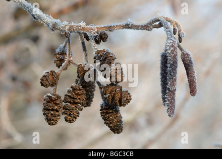 Frost on catkins of alder (Alnus glutinosa). Sussex, UK. December. Stock Photo