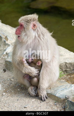 Japanese Macaque (Macaca fuscata) mother threatening another monkey while holding her newborn baby Stock Photo