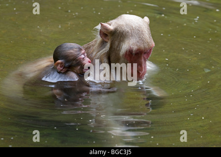 Wild Japanese macaque (Macaca fuscata) newborn baby clinging to mother and crying when she jumped into a thermal pool on Honshu Island in Japan Stock Photo