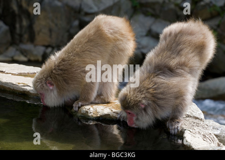 Japanese Macaques (Macaca fuscata) drinking from hot spring Stock Photo
