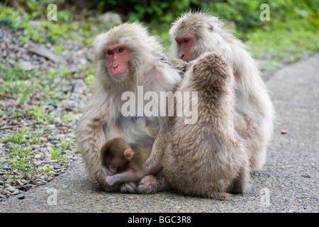 Wild Japanese macaque family, young macaques grooming a mother with baby on a trail in Jigokudani Monkey Park, Honshu Island, Japan. (Macaca fuscata) Stock Photo